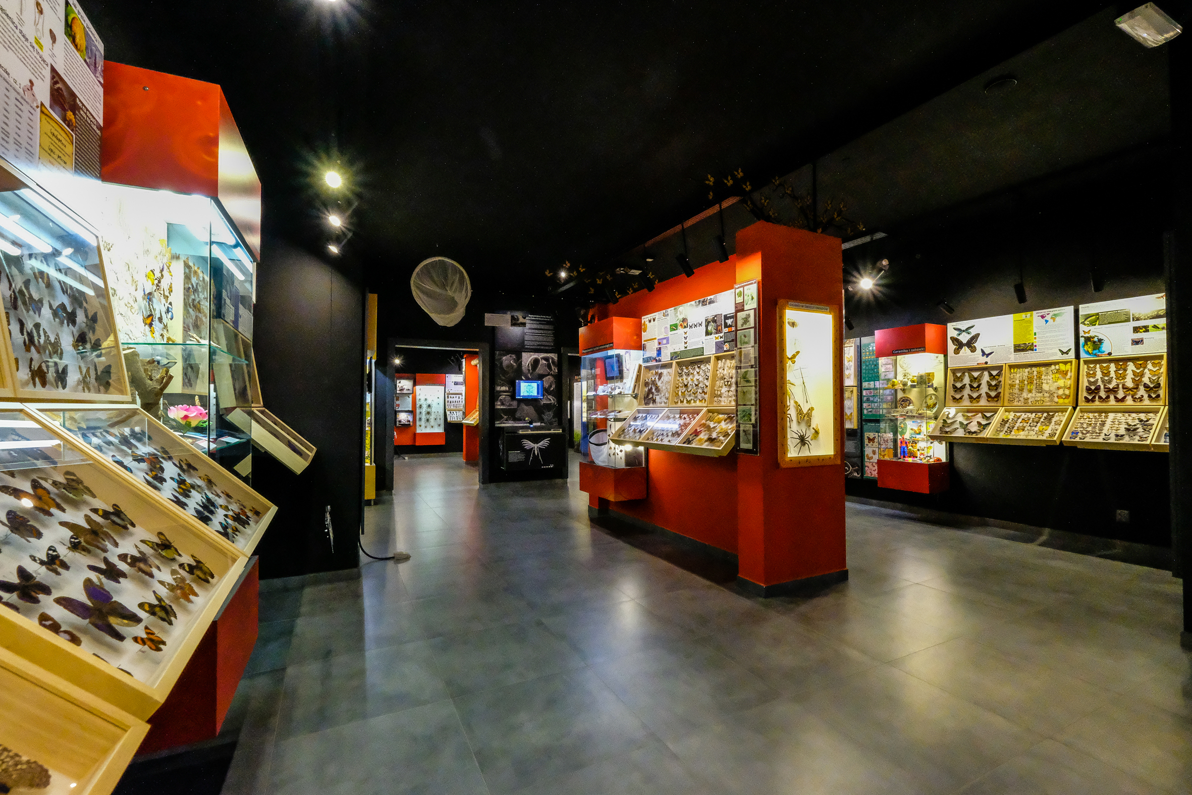 Muzeum Motyli w Łebie - Więcej
